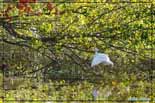 Aigrette garzette